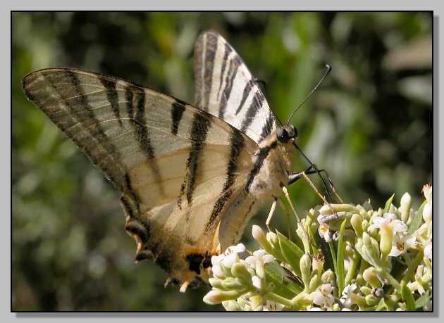 Iphiclides podalirius e Aporia crataegi